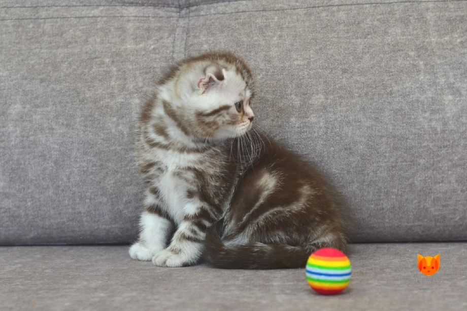 Котята вислоухий мраморные 7000