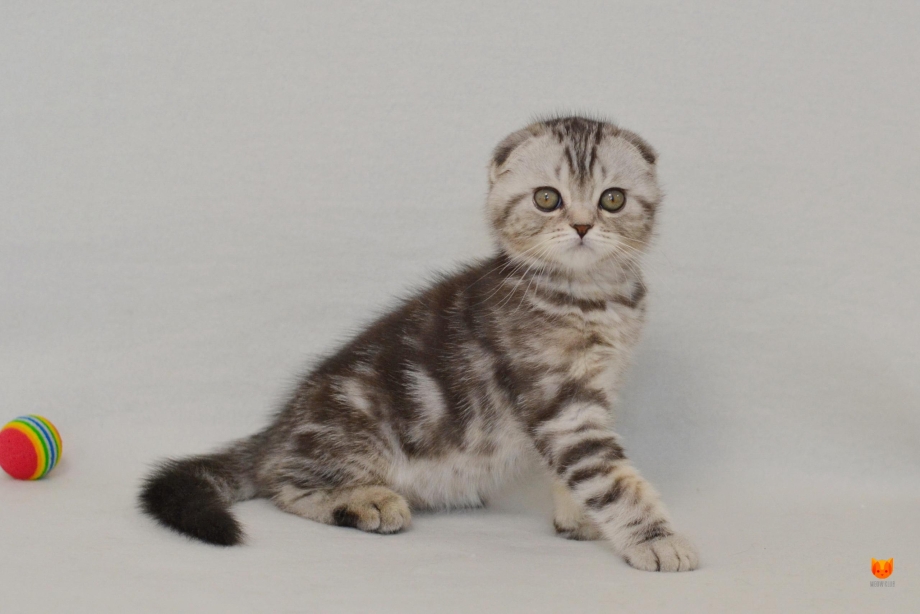 Шотландская вислоухая кошка мраморный табби