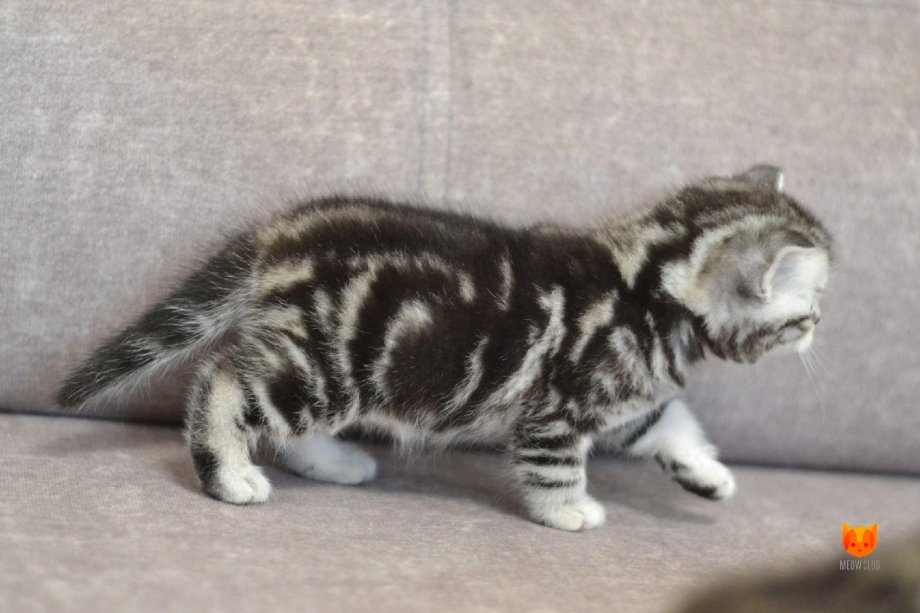 Шотландский вислоухий кот черный мрамор