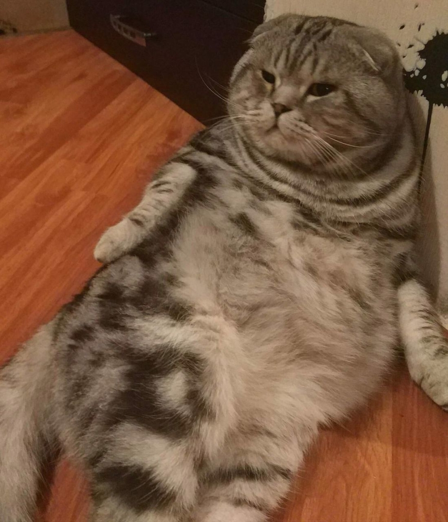 Шотландская вислоухая кошка мраморная