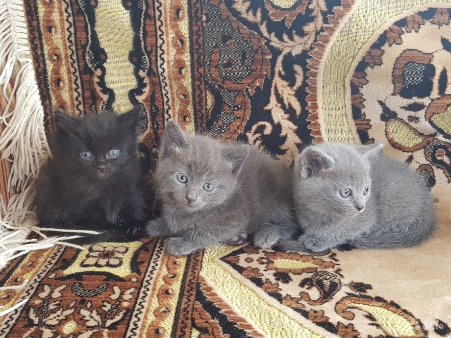Метис британской кошки