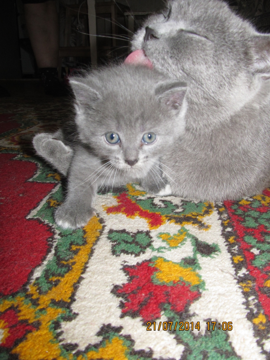 Котенок британец помесь