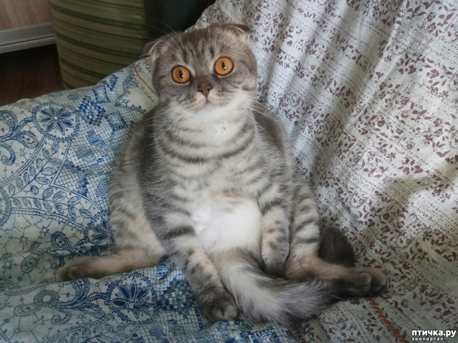 Шотландская вислоухая кошка помесь