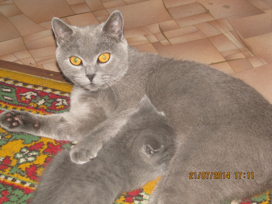 Кот смесь британца с дворовым