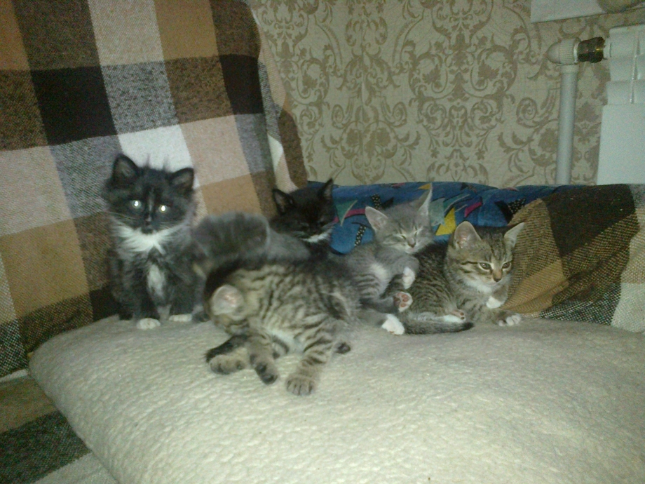 Котята метисы от британской кошки