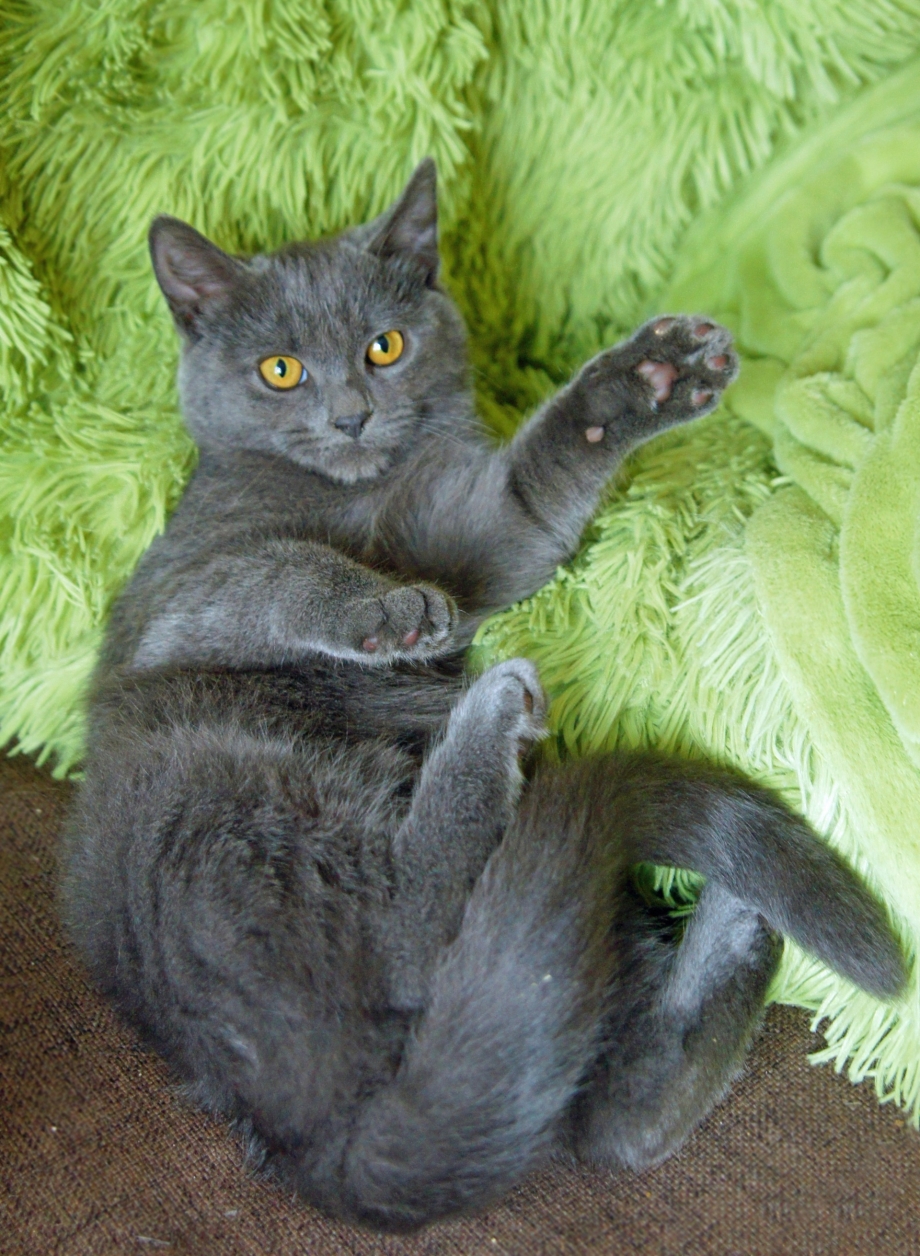 Кот метис британца