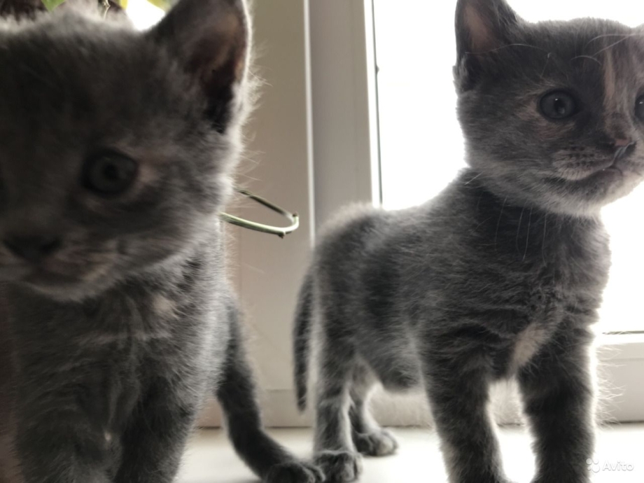 Британские котята помесь