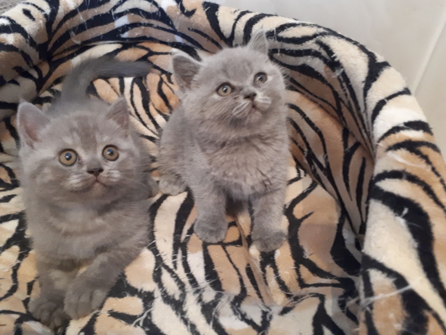 Помесь британской кошки и шотландской кота