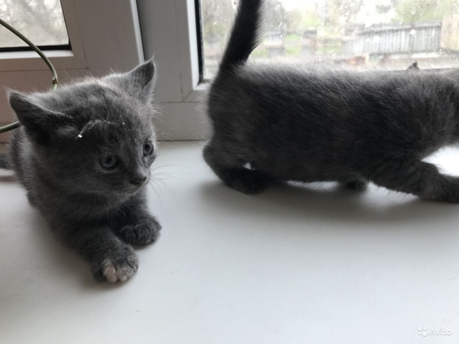 Котята метисы британцев н.Новгород