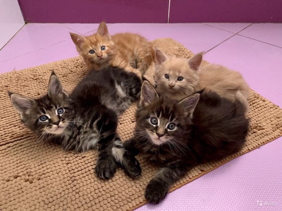 Котята Мейн кун метисы