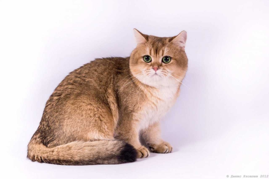 Британская кошка ny25