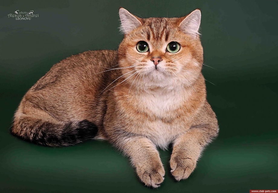 Скоттиш фолд Золотая шиншилла