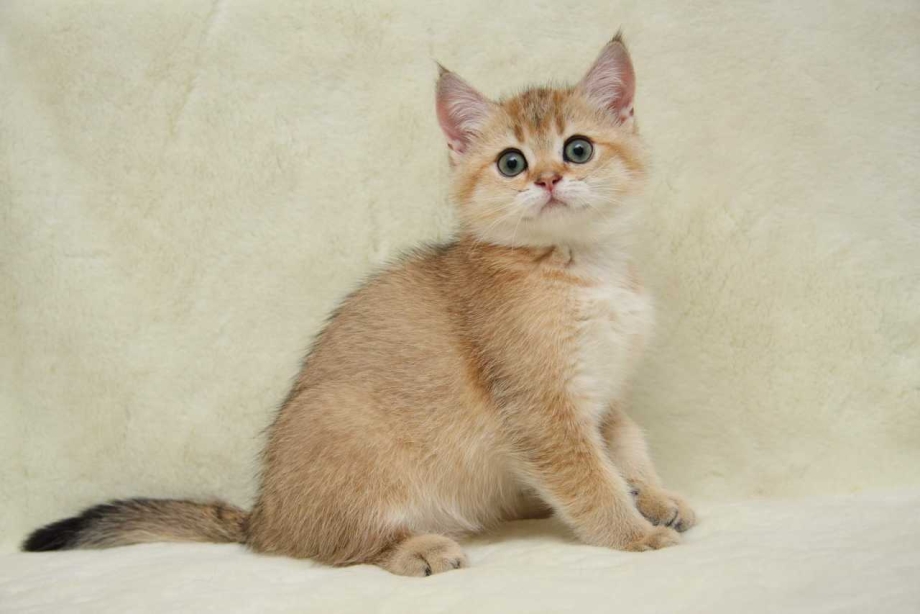 Манчкин шиншилла