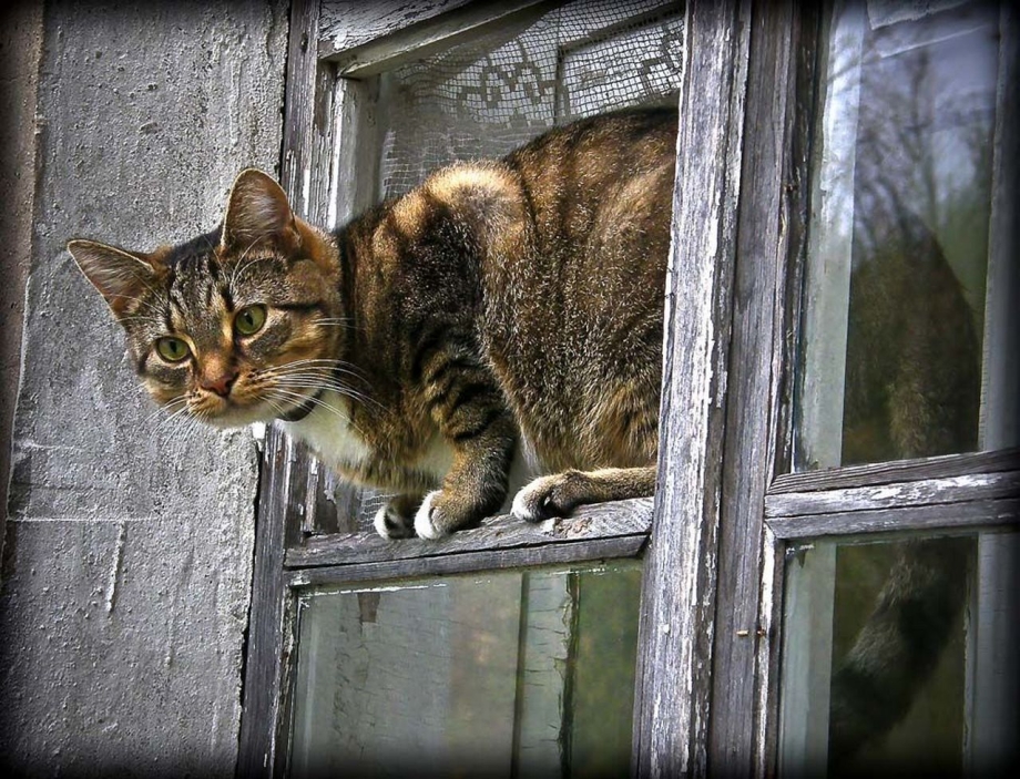 Сидит кошка на окошке