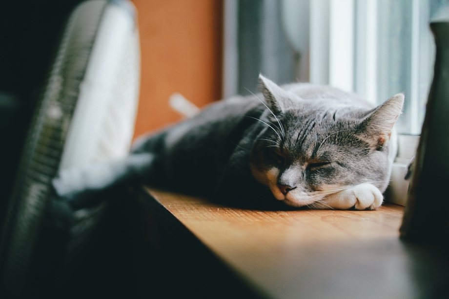 Кот на подоконнике