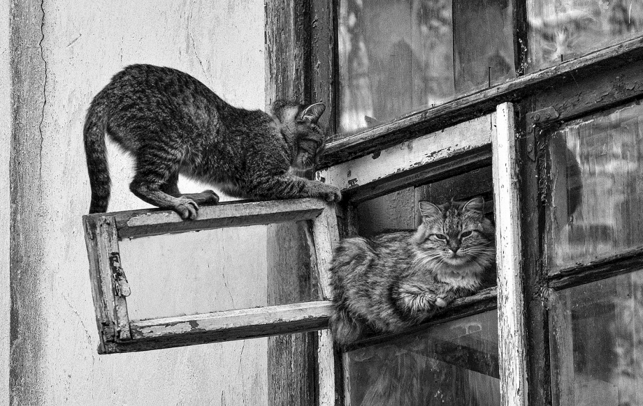 Кошка в форточке