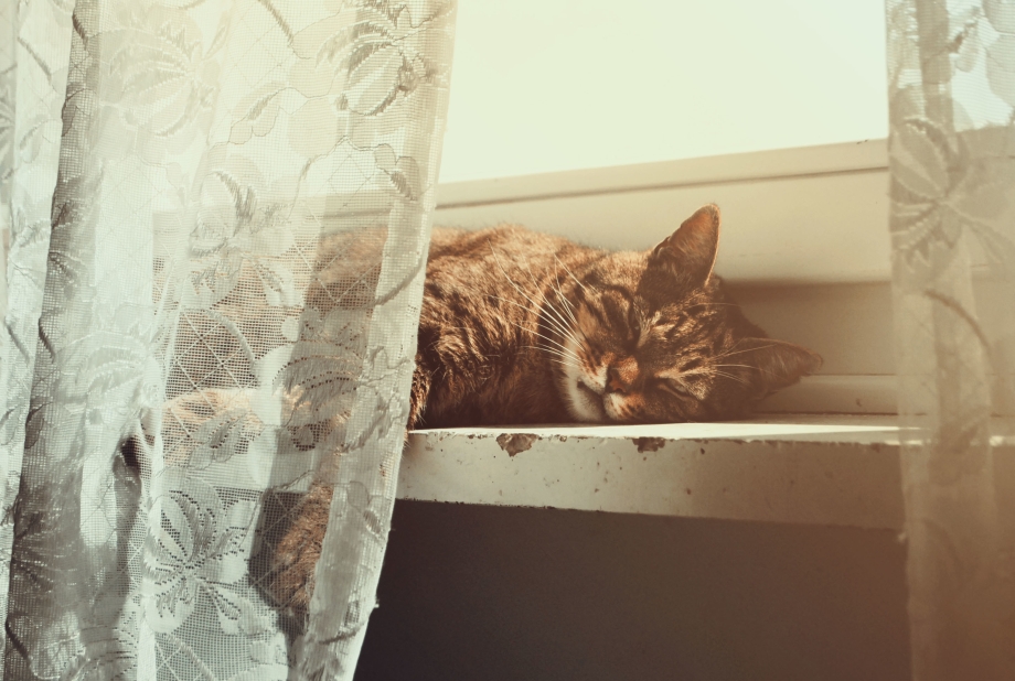 Спящий кот на подоконнике
