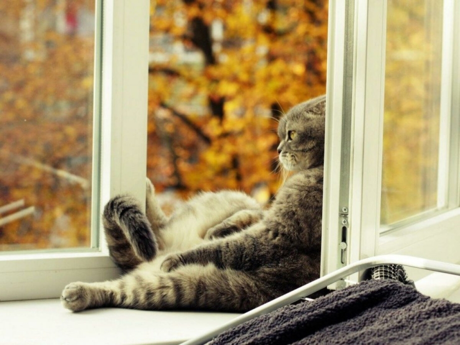 Кот на подоконнике