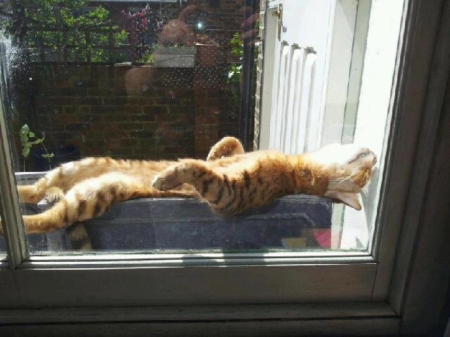 Котик греется на солнышке