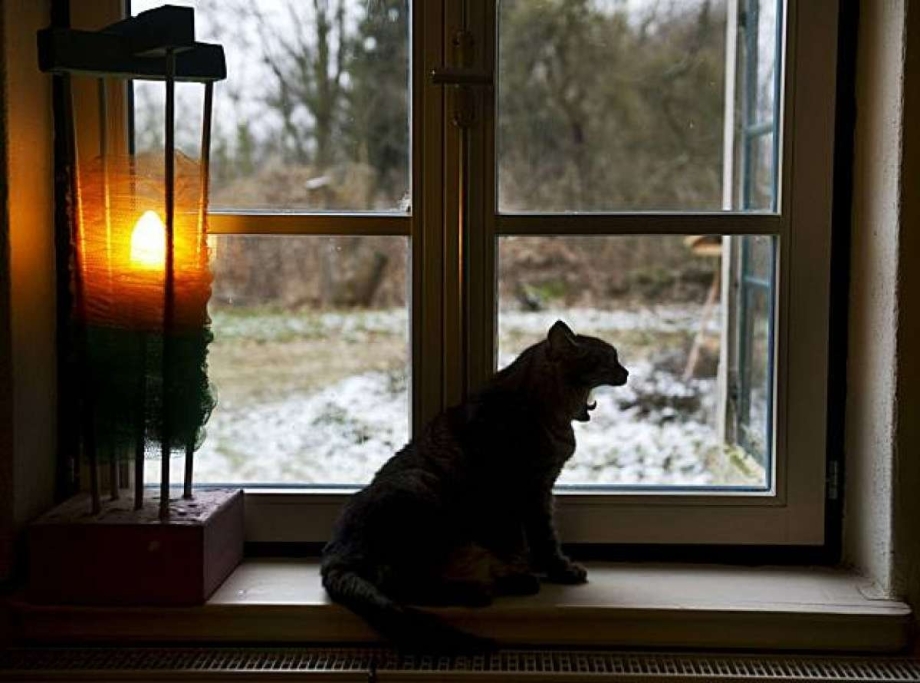 Кошка на подоконнике