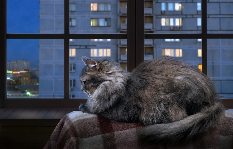 Кот под дождем