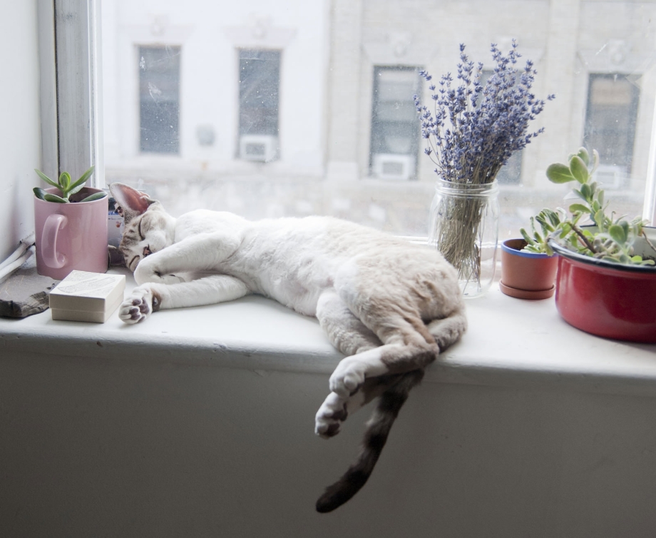 Кот на подоконнике