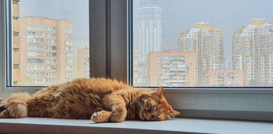 Кошка лежит на окне