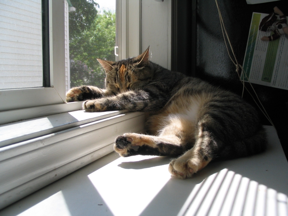 Котик на подоконнике