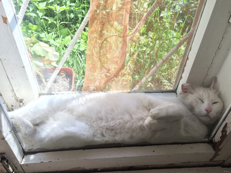 Кот застрял