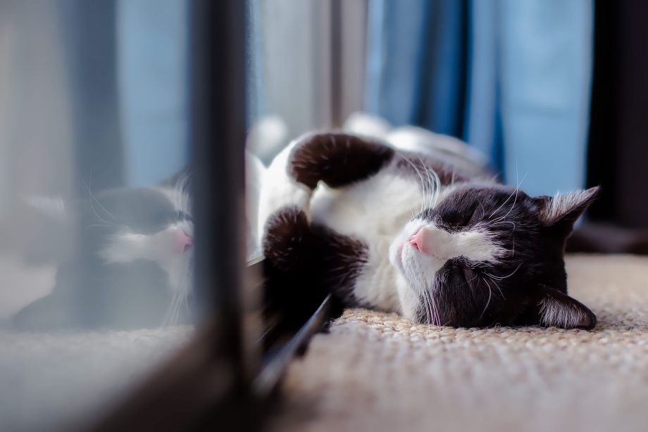 Котенок у окна