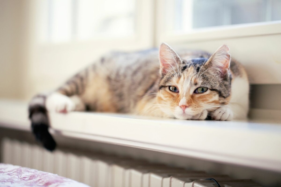 Кошка лежит на подоконнике