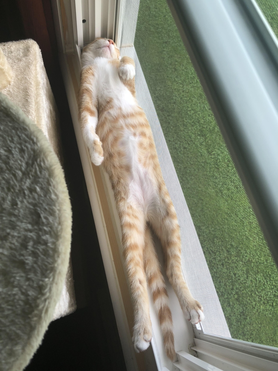 Котик спит на окне
