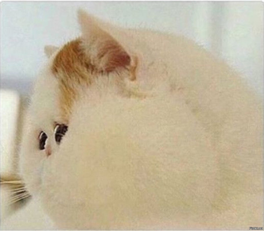 Пухлый кот милый
