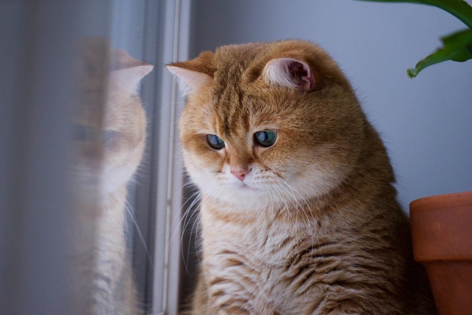 Рыжий кот Хосико
