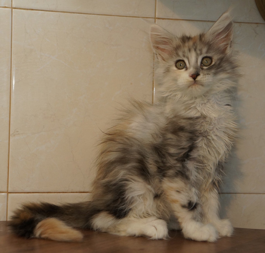 Котята метисы Мейн куна