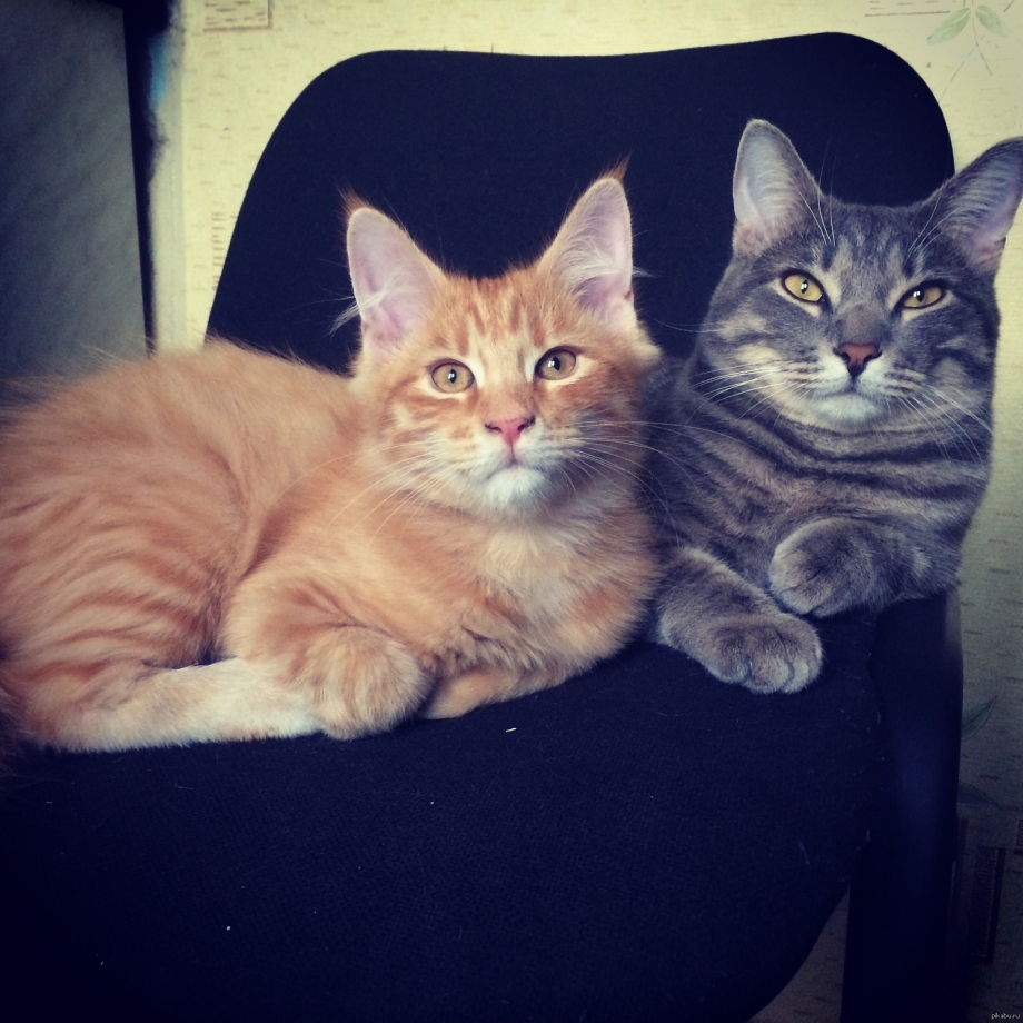 Вислоухие котята Мейн куна