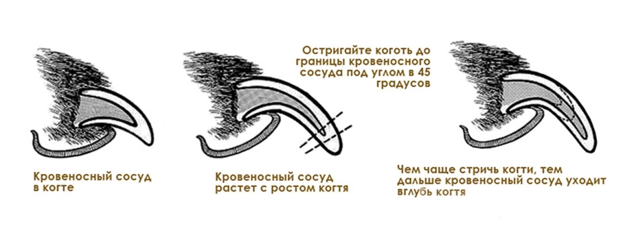 Стрижка когтей у кошек