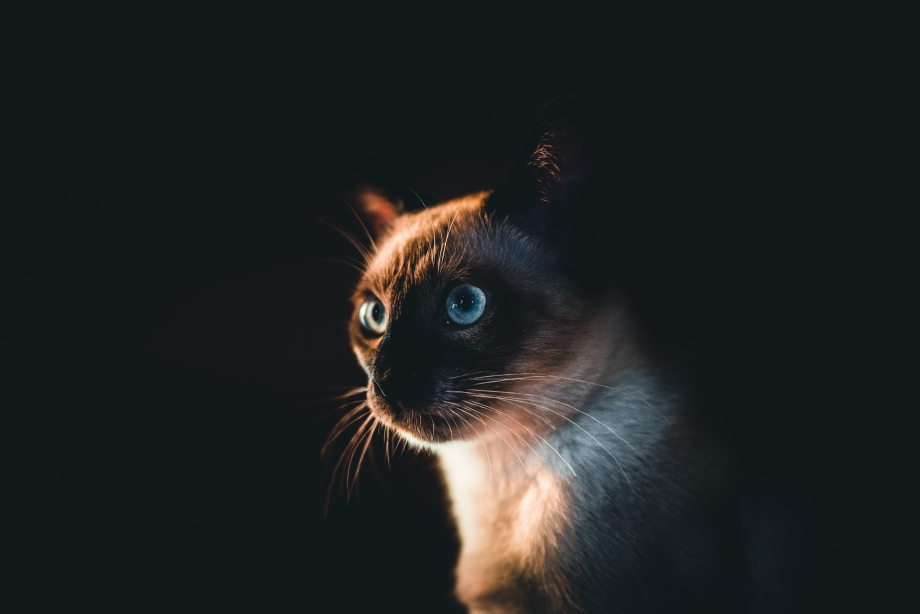 Сиамская кошка