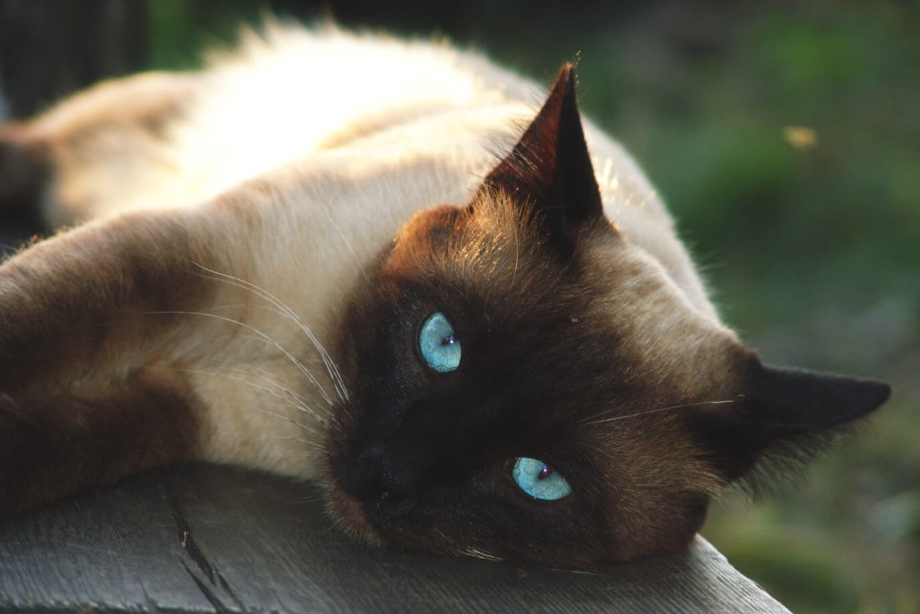 Сиамская кошка рыжая