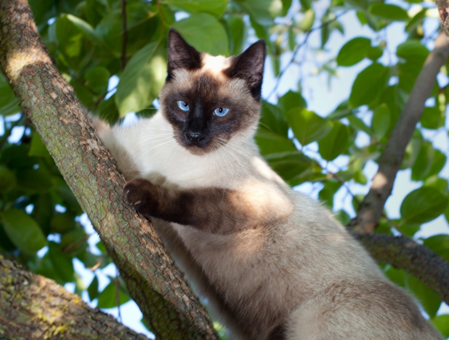 Сиамская кошка