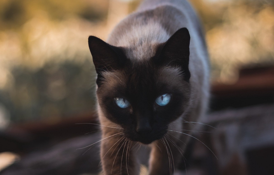 Сиамская кошка сил-Пойнт