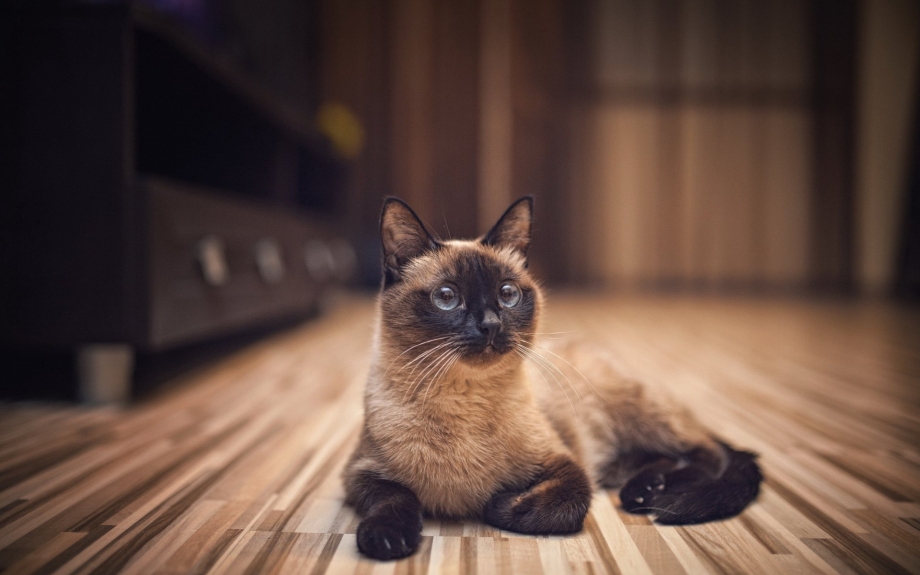 Настоящая Сиамская кошка