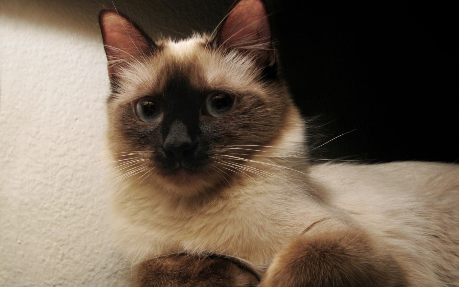 Сиамская кошка