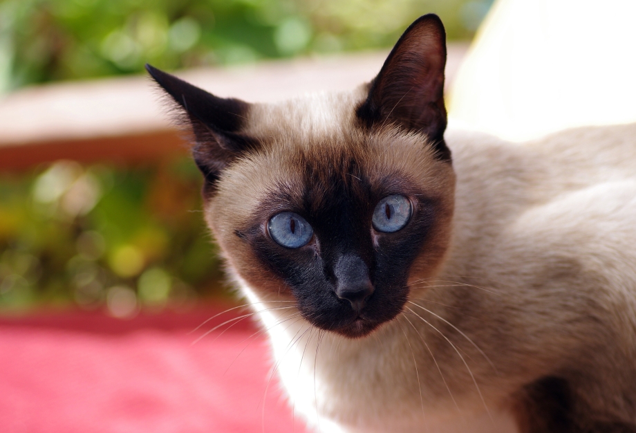 Сиамская кошка