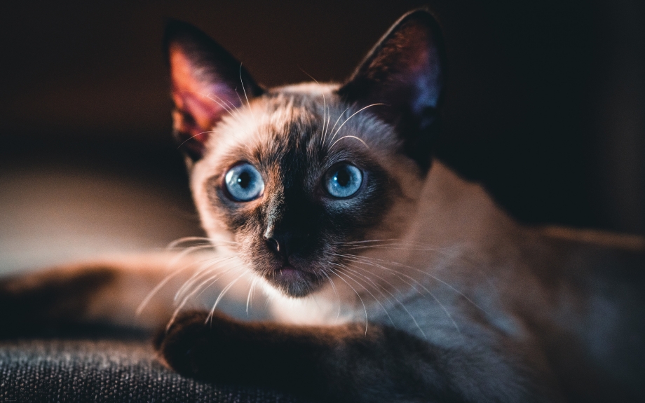 Сиамская кошка