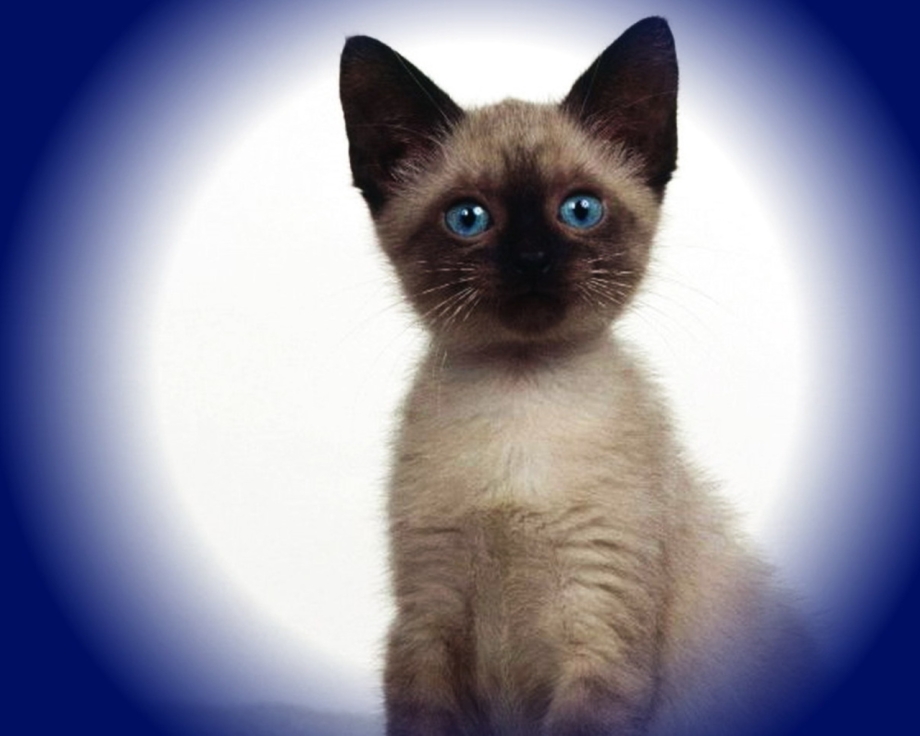 Сиамская кошка