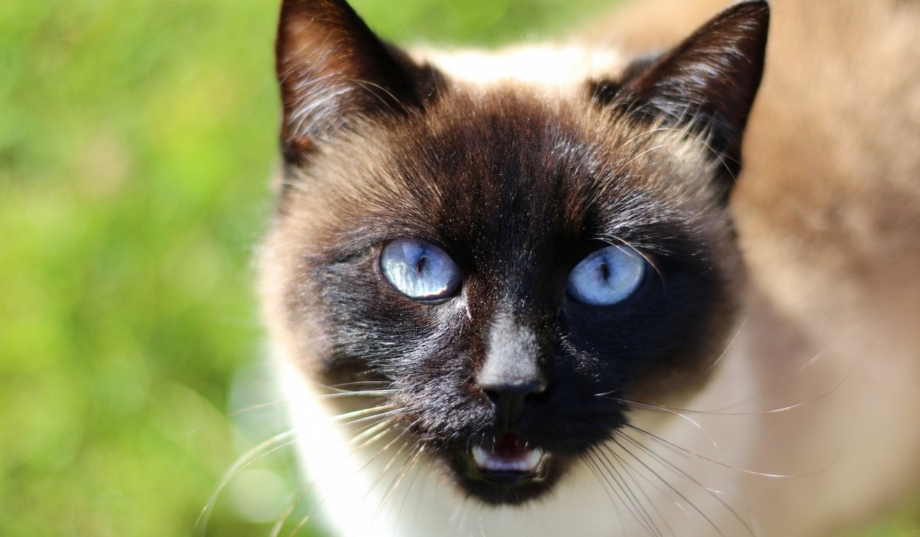 Сиамские коты