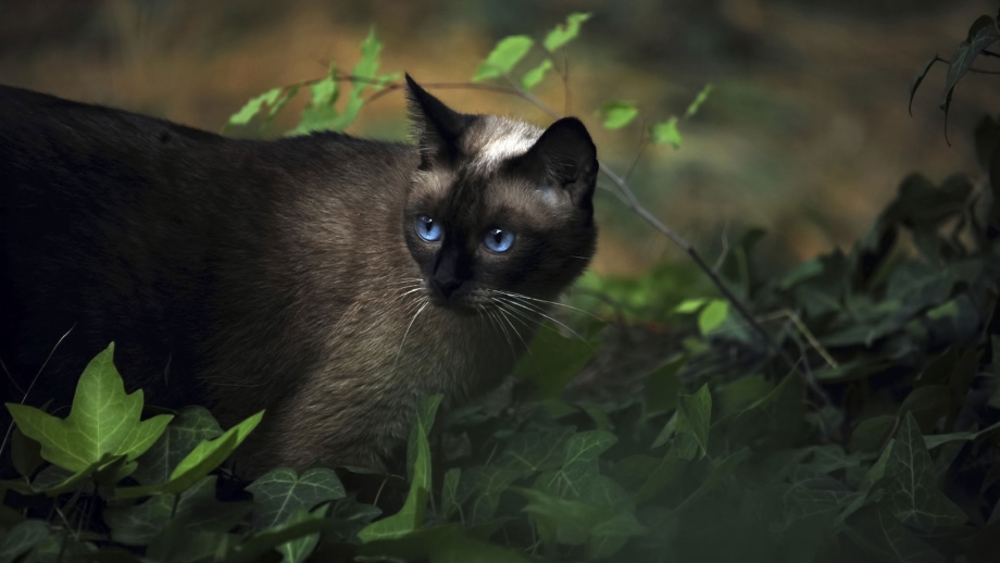 Сиамская кошка