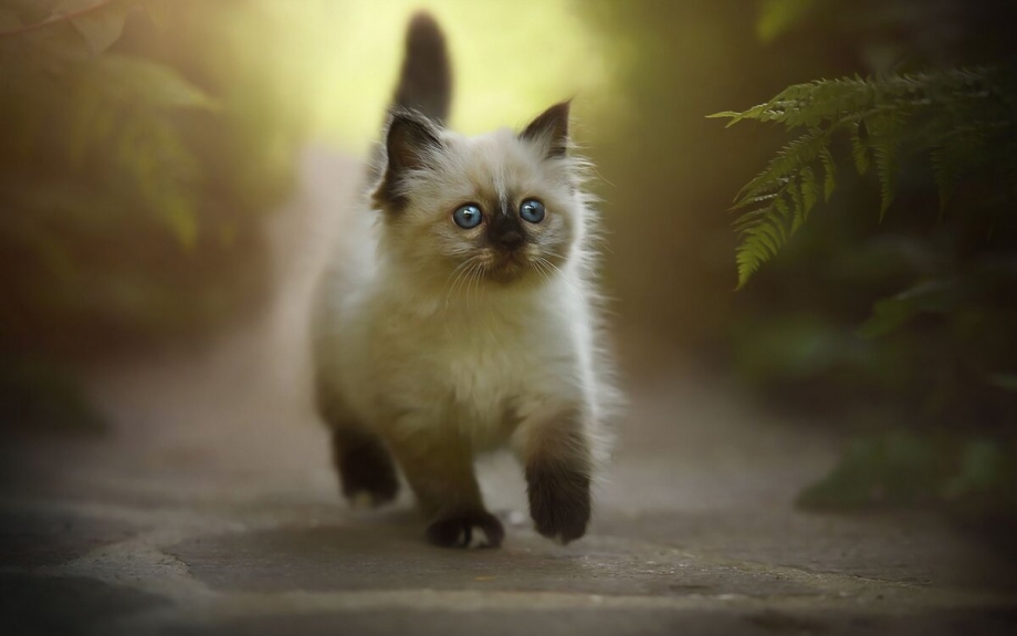 Кот порода Рэгдолл котята
