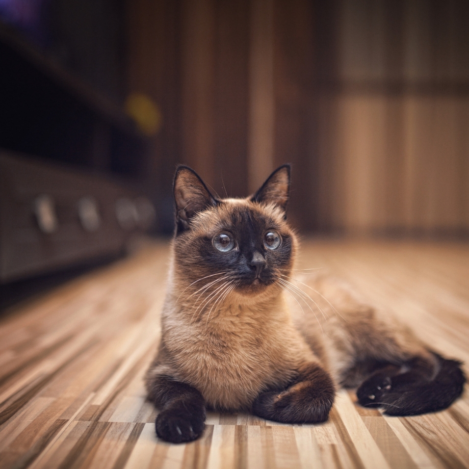 Сиамская кошка Сиамская
